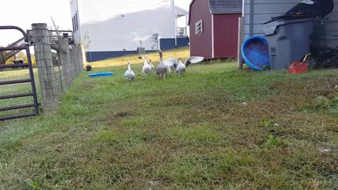 Gaggle of geese run to greet owner