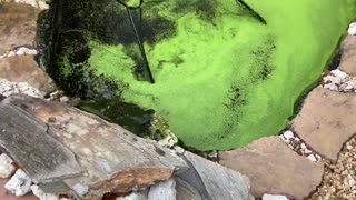 CAPTURED HIDING POND MONSTER IN GREEN WATER!