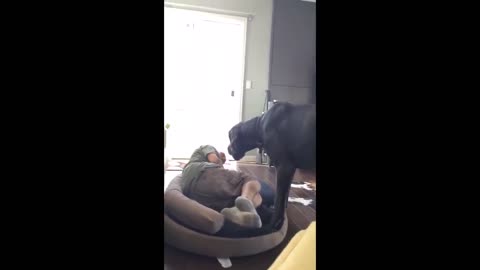 Grumpy Great Dane Doesn't Let His Owner Sleep In The Dog Bed