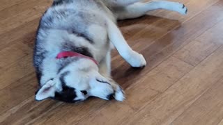 Broken husky