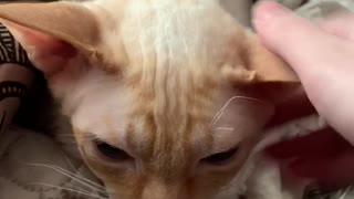 Cornish Rex hisses