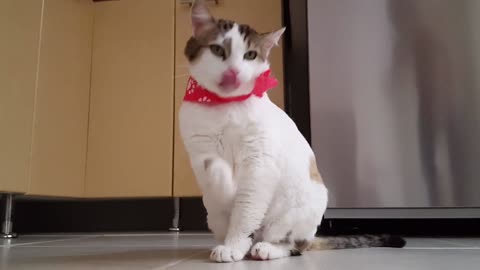 Funny video - cat cute☺☺