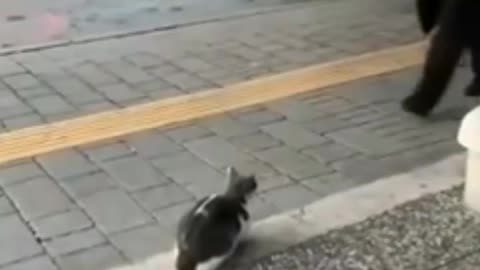 Stray Cat Sits on Sidewalk