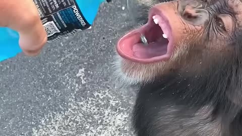 Chimpanzees drinking water from humans