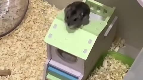 Hamster Jump Backflips X1000 times