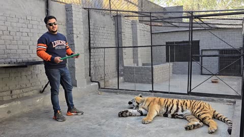 (300) Tiger Attack in the Cage