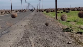 Photographer Taken Out by Tumbleweed