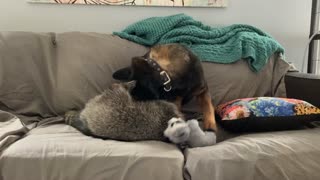 Raccoon and Pooch Play on the Couch