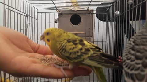 Training My Parakeets eat out from my hand
