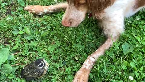 Puppy Dog Playing With Animals