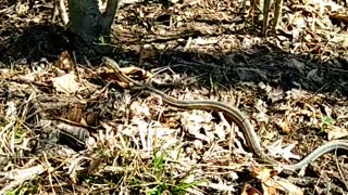 Mushroom Hunting Easter