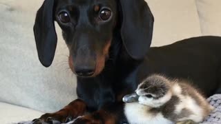 Furry and Feathered Friend Snuggle