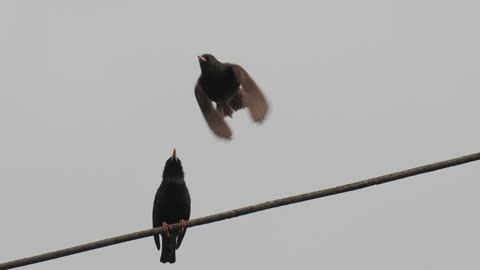 Two crows on the electric wire sideroad