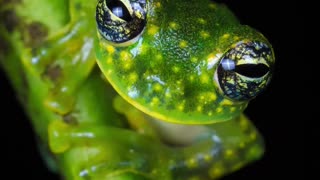 several pictures of frogs in full hd