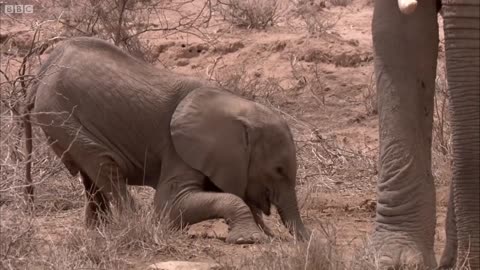 Elephant Mother Faces Horrible Decision | Mystery of Wildlife