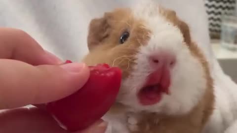 Happy hamster eating 🐹