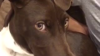 Brown white dog on chair puts paw over camera