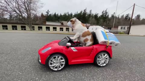 Bulldog Wearing Mask Rides Toy Car Loaded With Toilet Paper Rolls