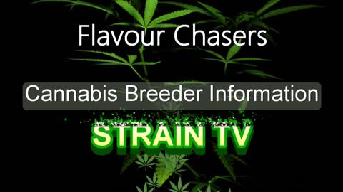 Flavour Chasers - Cannabis Strain Series - STRAIN TV