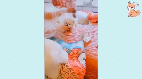 Funny and cutest puppies