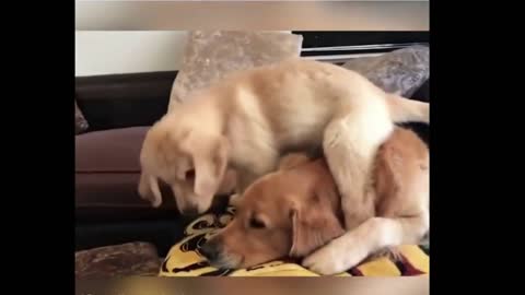 FUNNY DOGS, prepare yourself to CRY WITH LAUGHTER