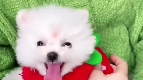 Cute puppy dog playing on bed
