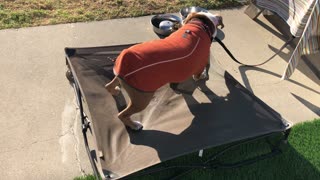 Murphy loves his bed