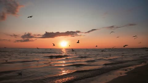 Waves at sea at sunset. Flocks of seagulls fly over water. Sunlight reflect on water surface.