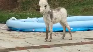 White mini horse makes weird noise in backyard makes owners laugh