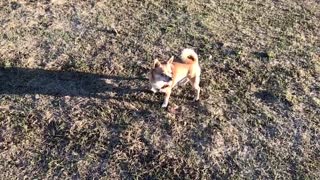 Little cute dog enjoys the sun