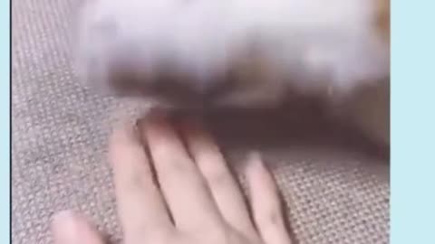 THE CUTE CUTEST PET VIDEO 3