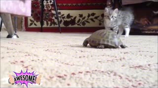 The cat is playing with the turtle