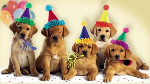 Cute Dogs Bark the 'Happy Birthday' Song.webm_batch