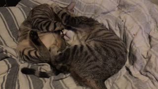 LARRY & MAUREEN fight 2019 - “CALIFORNIA CATS" 7845 91040 Video Louis Elovitz