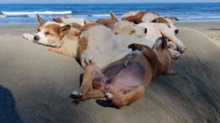 Puppies Snoozing on the Sand