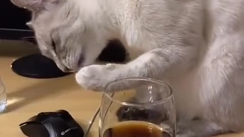 kitten drinking coffee