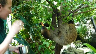 Interacting With A Sloth | Green Planet Dubai