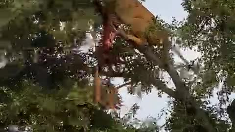 LION FIGHTING ON TOP OF A TREE