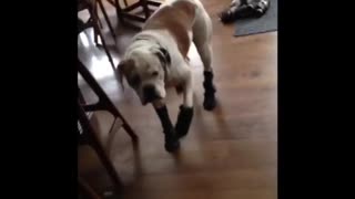 Music brown and white dog hardwood floor wearing mittens