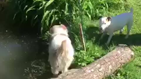 Dog barks and scares dog into pond
