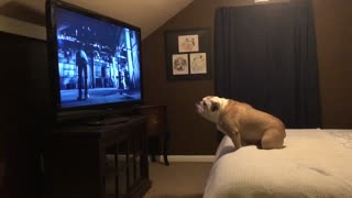 Bulldog watches horror movie trailer, has epic response
