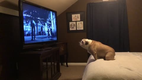 Bulldog watches horror movie trailer, has epic response