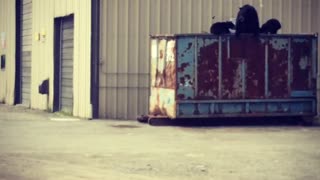 Black Bear Family Foraging in Tall Dumpster