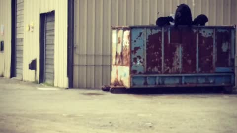 Black Bear Family Foraging in Tall Dumpster