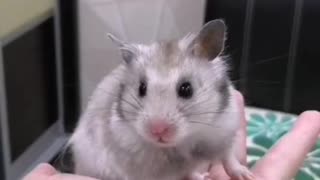Cute hamster too tired