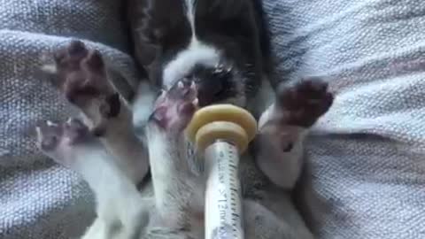 Newborn puppy gets fed with syringe