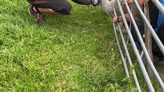 Bikers Rescue Sheep