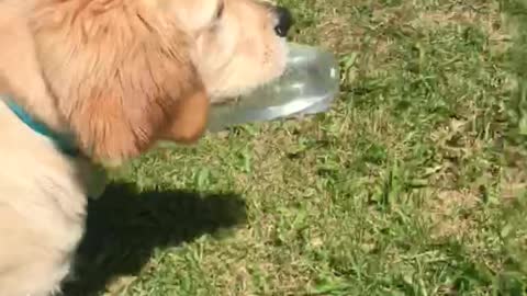 Silly puppy shows off his waitering skills!