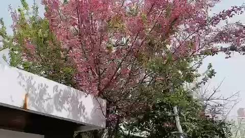 Spring has come to my house. Flower tree.