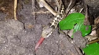 Garter Snake Devours Earthworm